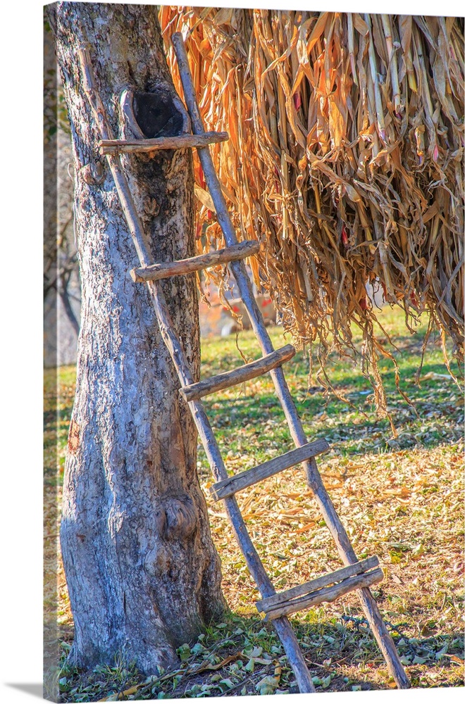Romania Maramures County, Dobricu Lapusului. Hand-made ladder leaning on tree.