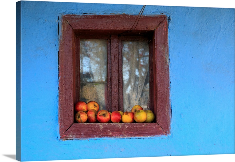 Romania Maramures County, Dobricu Lapusului. Typical Farm house, blue color. Window with apples.