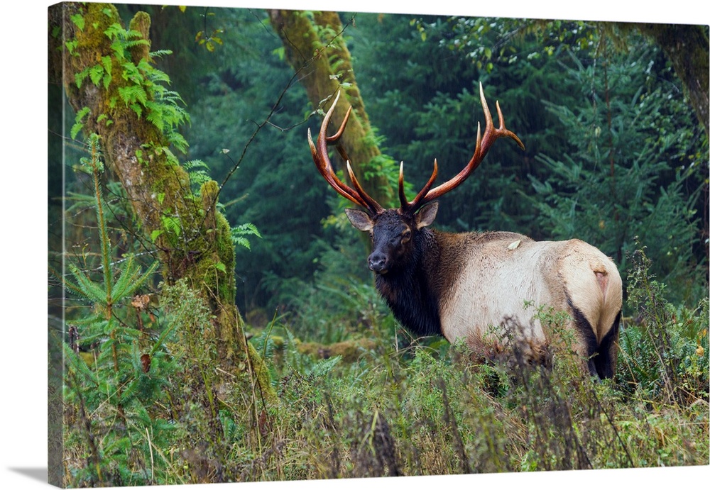 Roosevelt Bull Elk; Hoh Rainforest