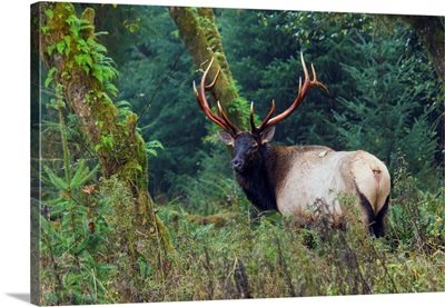 Roosevelt Bull Elk, Hoh Rainforest