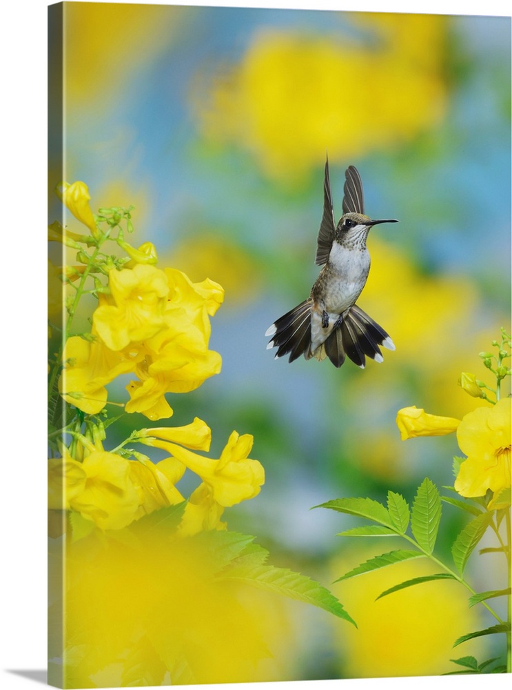 Ruby-throated Hummingbird (Archilochus colubris), female in flight feeding on Yellow bells (Tecoma stans) flower, Hill Cou...