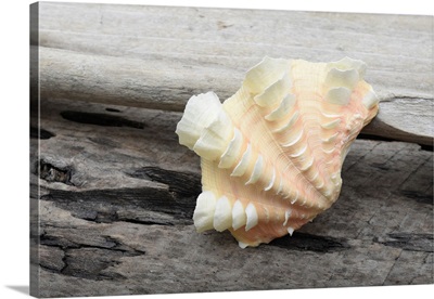 Ruffled Clam Shell - Tridacna Squamosa