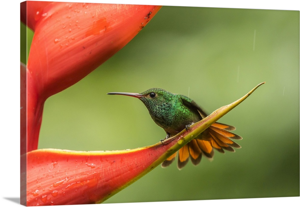Costa Rica, Sarapiqui River Valley. Rufous-tailed hummingbird on heliconia plant. Credit: Cathy & Gordon Illg / Jaynes Gal...