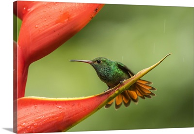 Rufous-Tailed Hummingbird On Heliconia Plant