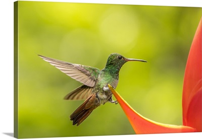 Rufous-Tailed Hummingbird On Heliconia Plant
