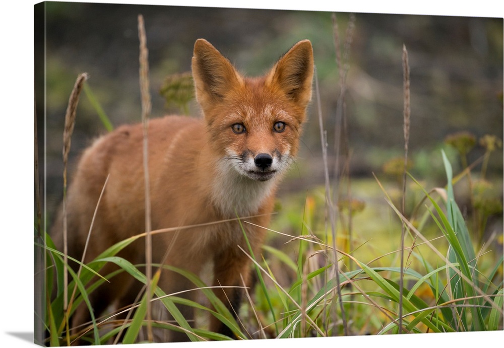 Russia, Russian Far East, Kamchatka Peninsula, Kuril Islands, Atlasova Island. Wild red fox in tall summer grass.