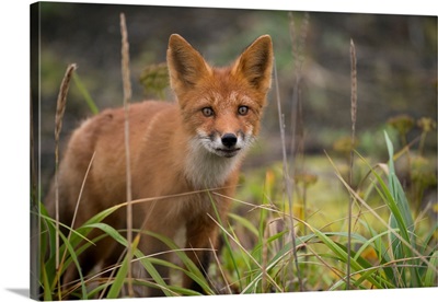 Russia, Kuril Islands, Atlasova Island, Wild Red Fox In Tall Summer Grass