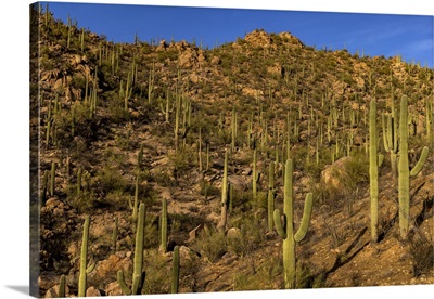 Saguaro Cactus Along The Hugh Norris Trail In Saguaro National Park In Tucson, Arizona