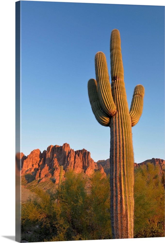USA, Arizona, Lost Dutchman State Park, Saguaro Cactus (Carnegiea gigantean) in front of the Superstition Mountains.
