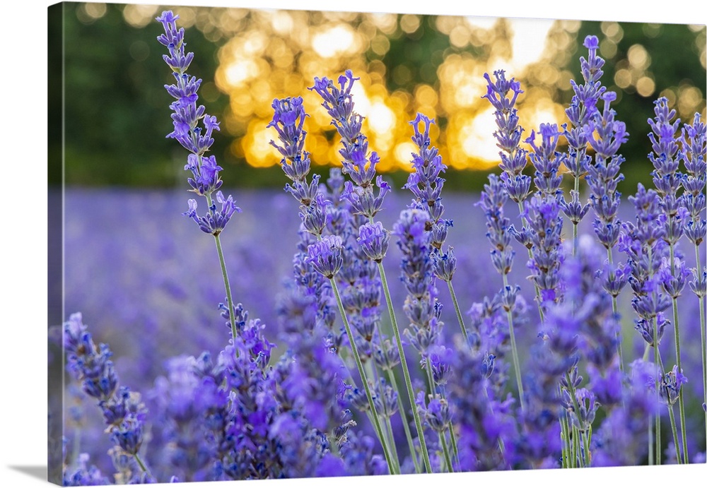 Saint-Christol, Vaucluse, Provence-Alpes-Cote d'Azur, France. Close up of lavender growing in the south of France.