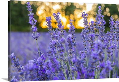 Saint-Christol, Vaucluse, France, Close Up Of Lavender Growing In The South Of France