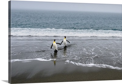 Salisbury Plain, South Georgia Island, King Penguins Arriving From The Sea