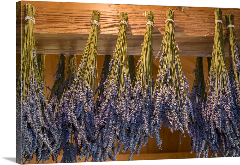 San Juan Island, Washington State, USA. Lavender hung to dry.