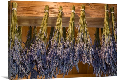 San Juan Island, Washington State, Lavender Hung To Dry