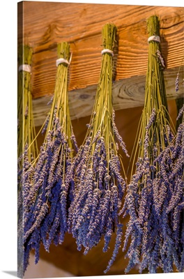 San Juan Island, Washington State, USA, Bunches Of Lavender Hung To Dry