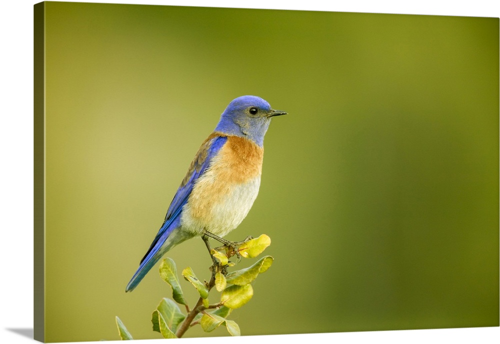 San Simeon, California, USA. Male western bluebird sitting on the top of a tree.