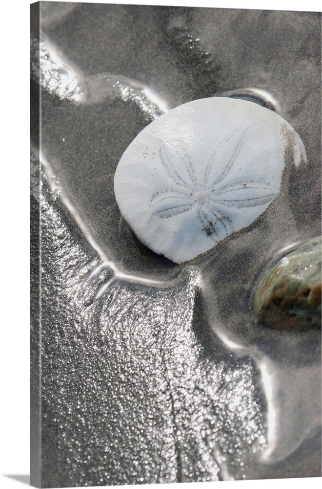 Sand Dollar