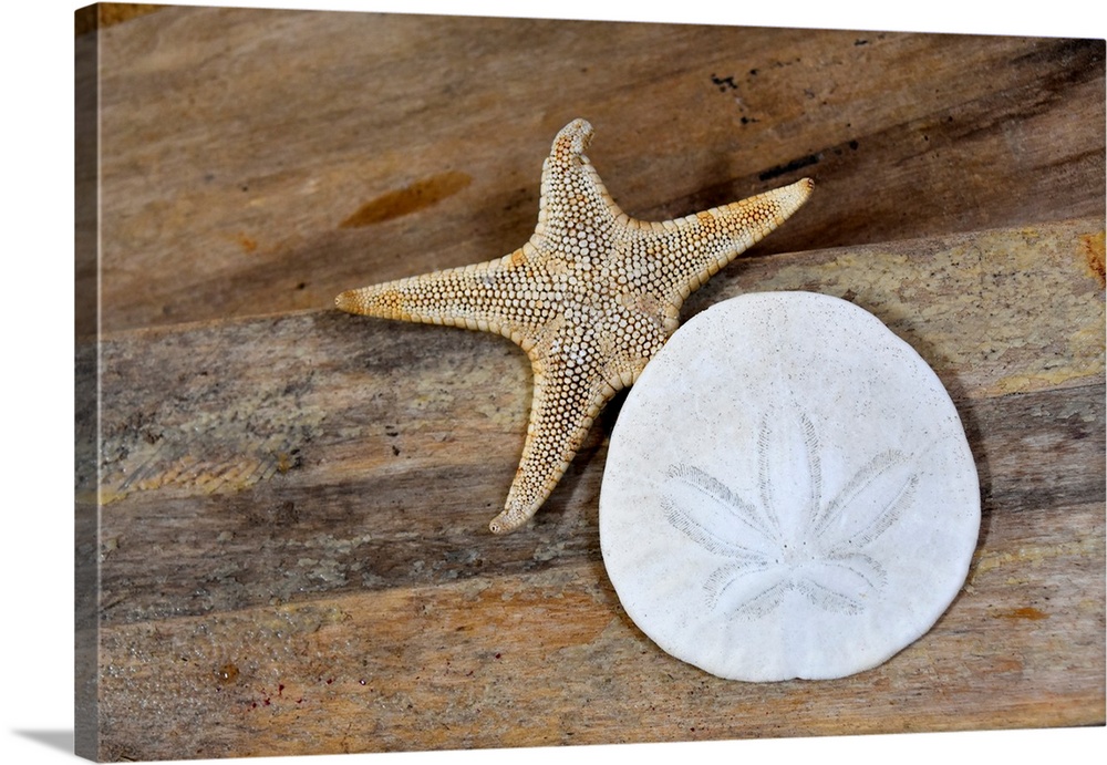 Sand dollar and starfish still-life