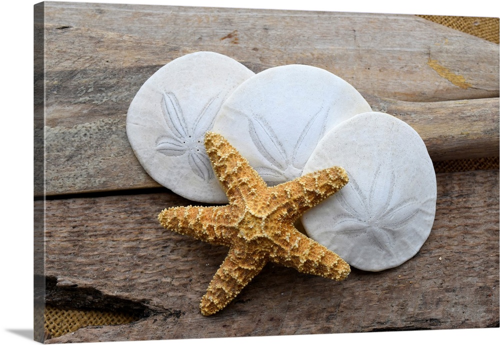 Sand dollar and starfish still-life