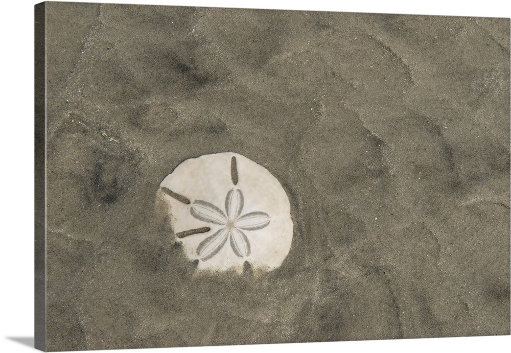Sand dollar (Echinarachnius parma), Little St Simon's Island, Barrier Islands, Georgia, USA.