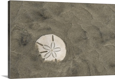 Sand dollar, Little St Simon's Island, Barrier Islands, Georgia