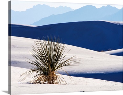 Sand Dune Patterns And Yucca Plants, White Sands National Monument
