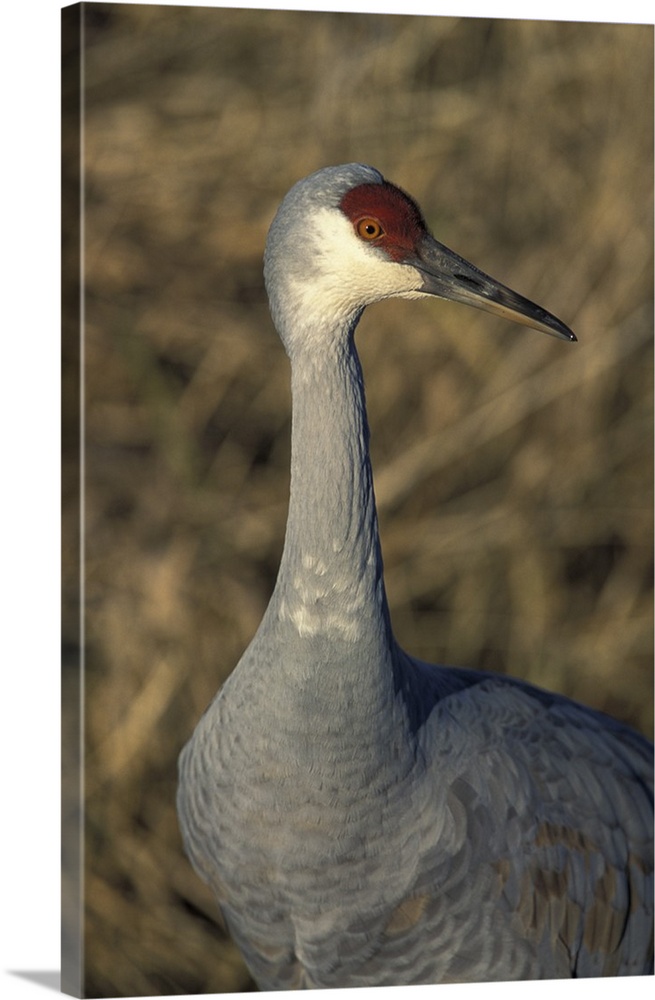 Sandhill Crane (Grus canadensis)