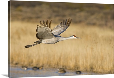 Sandhill Crane in flight over pond, New Mexico