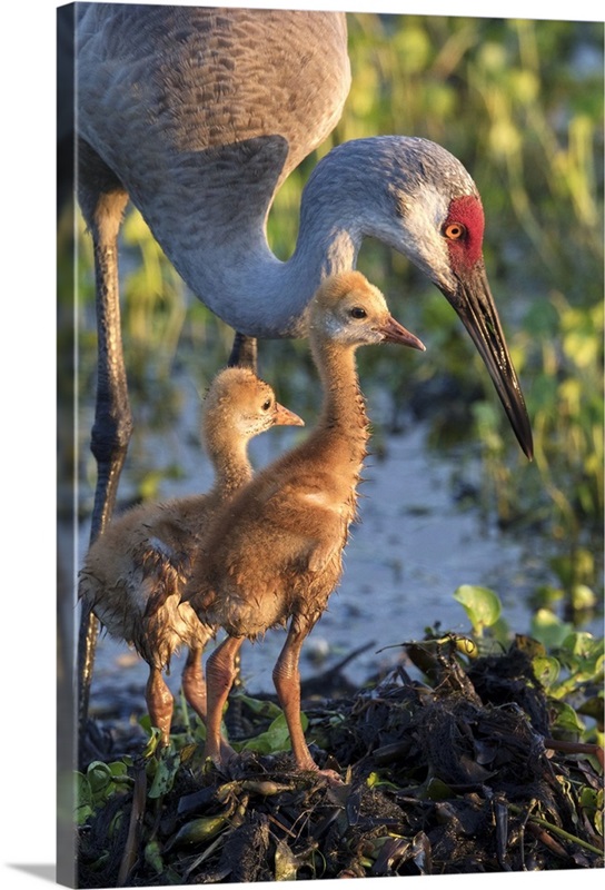 Sandhill Crane (Grus Canadensis) Illustration Wall Art, Canvas