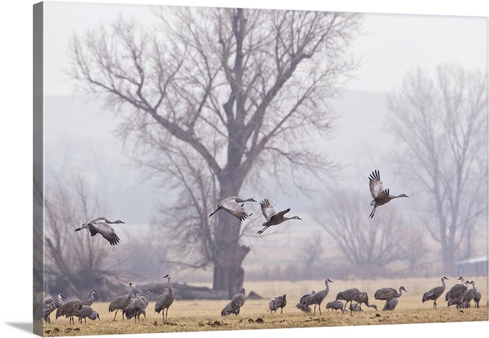 Sandhill cranes feeding in fields near North Platte, Nebraska, USA