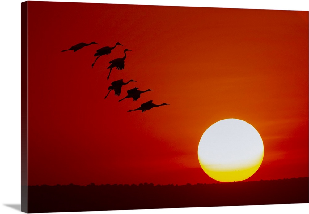 Sandhill cranes silhouetted flying at sunset. Bosque del Apache National Wildlife Refuge, New Mexico. United States, New M...