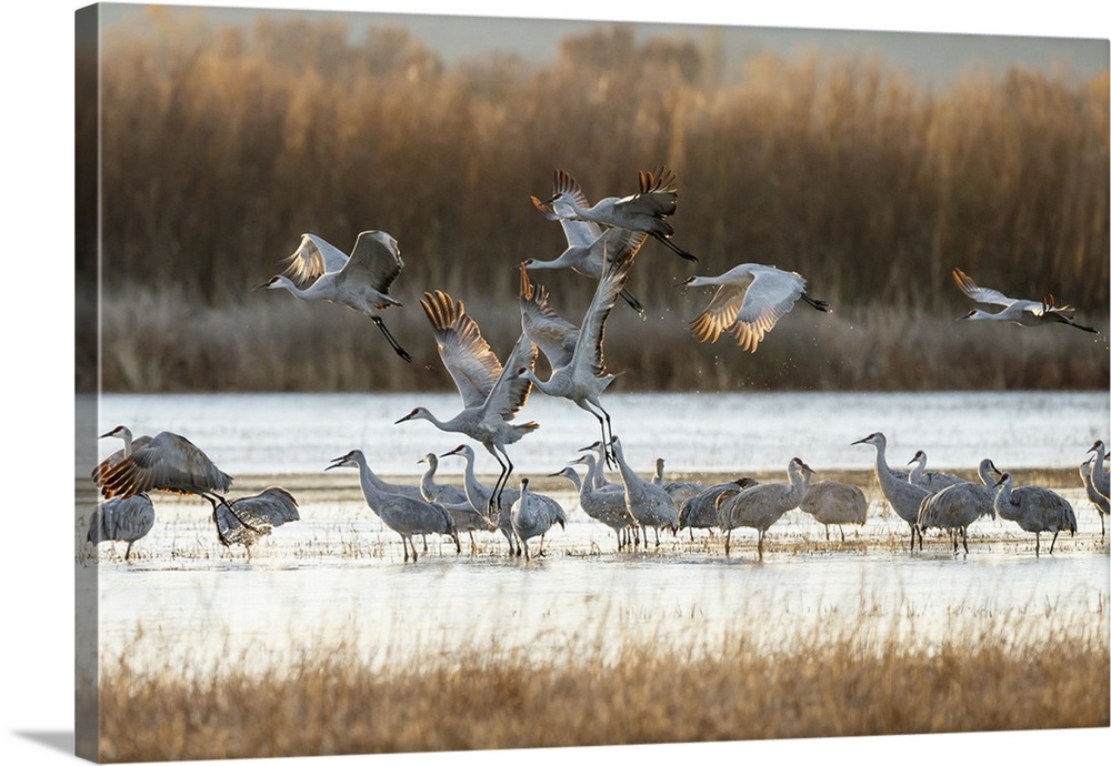 Sandhill Cranes take flight, Grus canadensis, Boseque del Apache, NWR, New Mexico