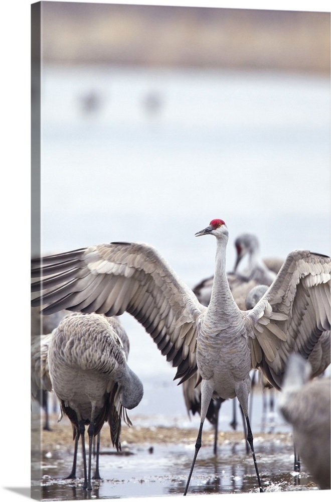 Sandhill cranes on the Platte River, Nebraska Wall Art, Canvas Prints