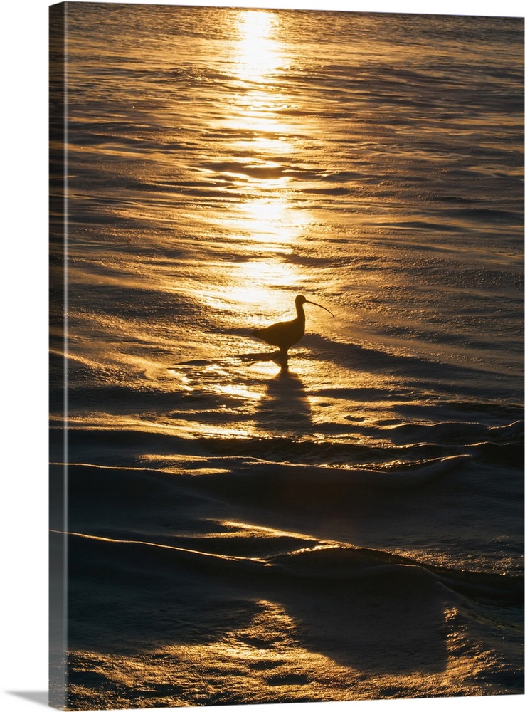 Sandpiper in ocean, California