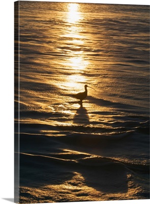 Sandpiper In Ocean, California