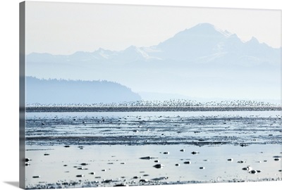 Sandpipers, Boundary Bay, British Columbia