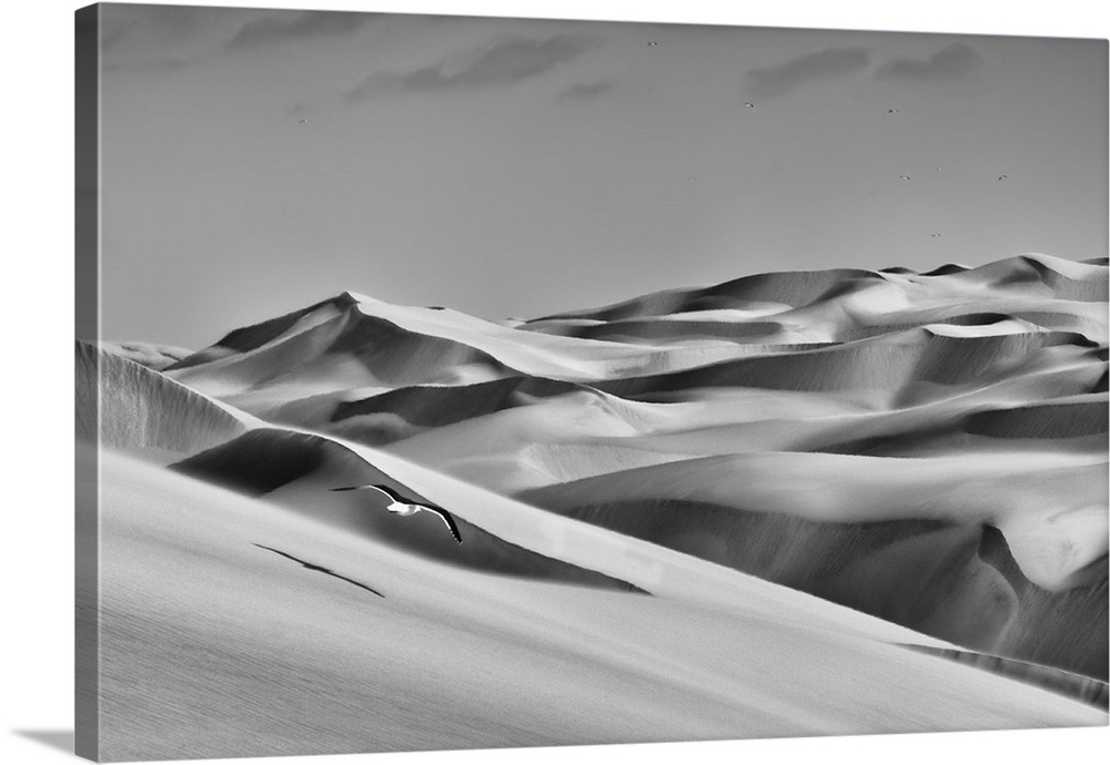 Sandwich Harbor, Namibia. Gull flies over immense sand dunes.