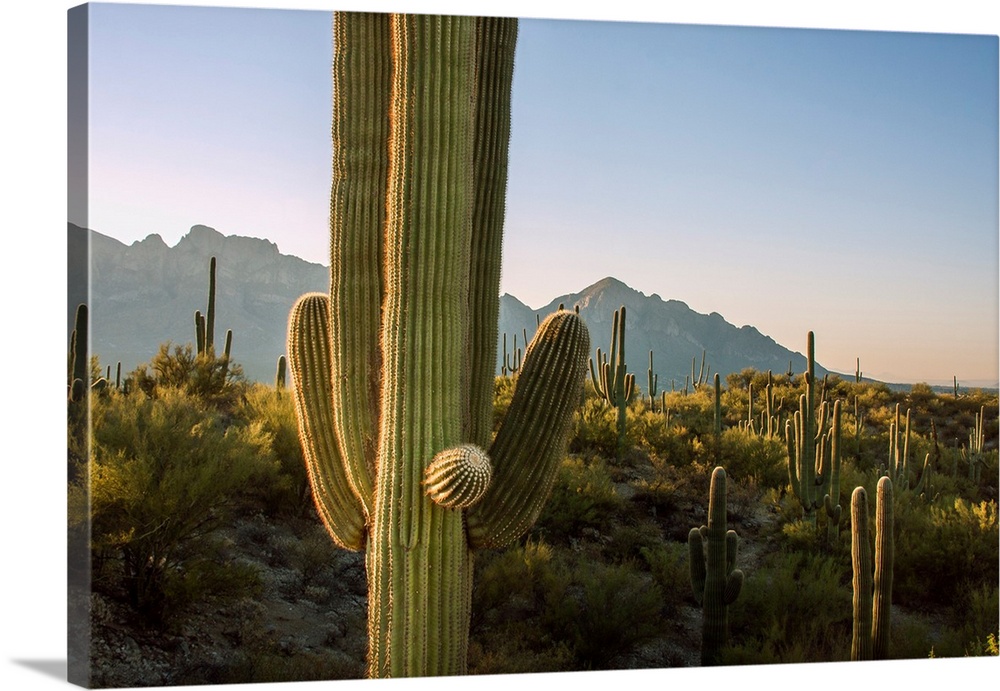 Santa Catalina Mountains in Arizona.