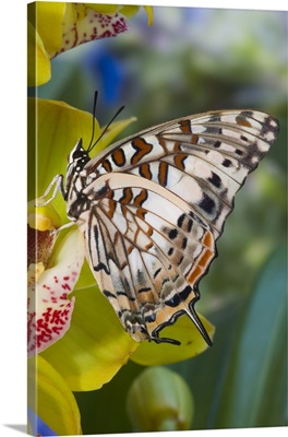 Savannah Charaxes (Charaxes etesipe) from Africa, on Orchid