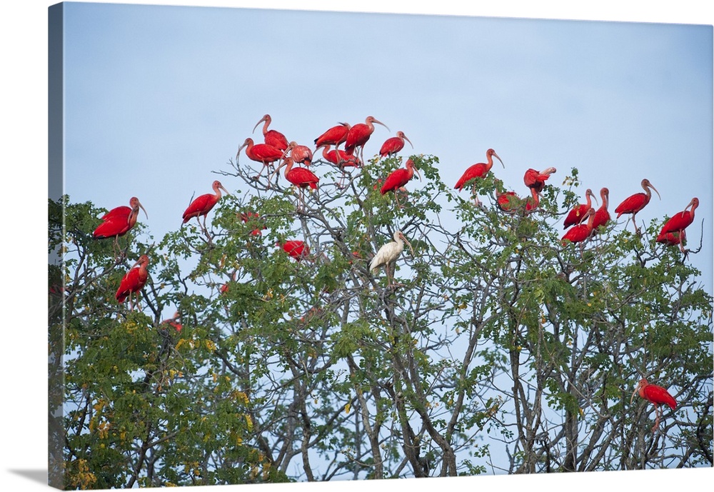 Scarlet Ibis (Eudocimus ruber) and  White Ibis (Eudocimus albus) roosting. Hato Masaguarel working farm and biological sta...