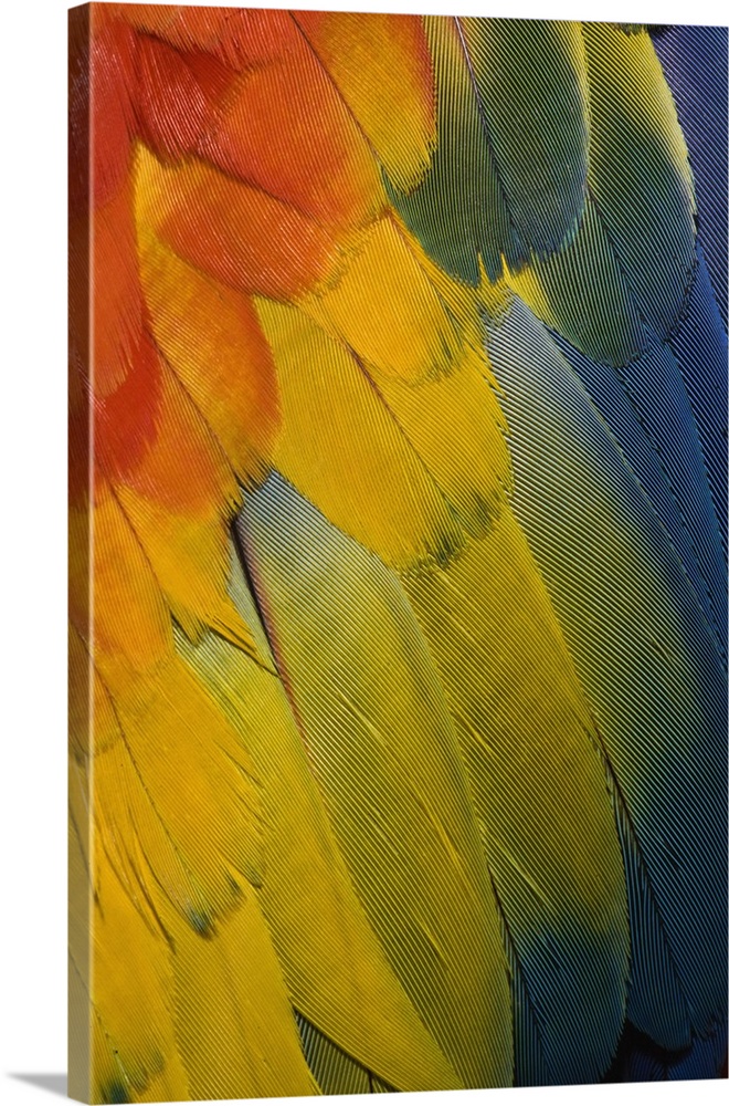 Scarlet Macaw feather pattern, Ara macao