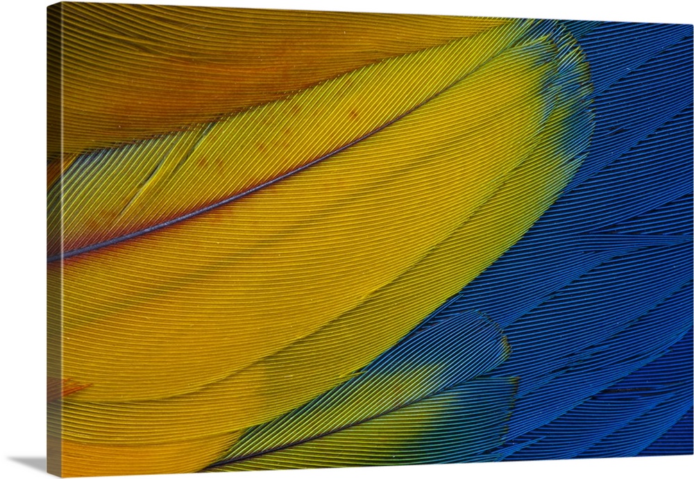 Scarlet Macaw wing covert feathers.