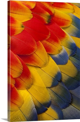 Scarlet Macaw wing covert feathers