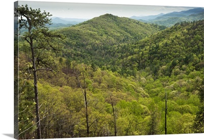 Scenics of Blue Ridge Mountains, Northern Georgia