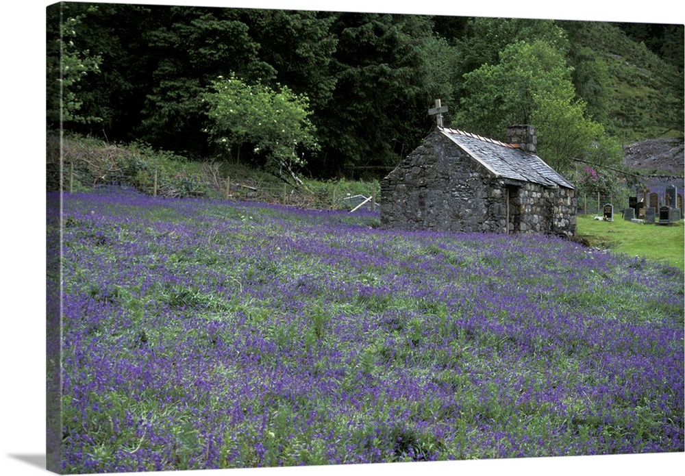 Europe, Scotland, Highlands, Oban.Church and heather; weathered stone structures are common in the Scottish Highlands