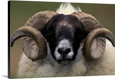 Scotland, Isle of Skye. Sheep portrait