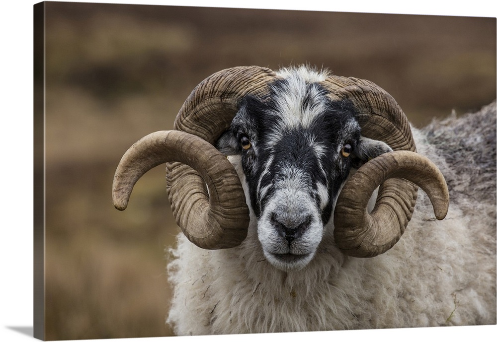 Scotland. Scottish black-faced sheep head close-up.