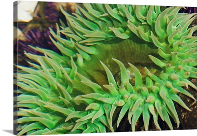 Sea Anemone