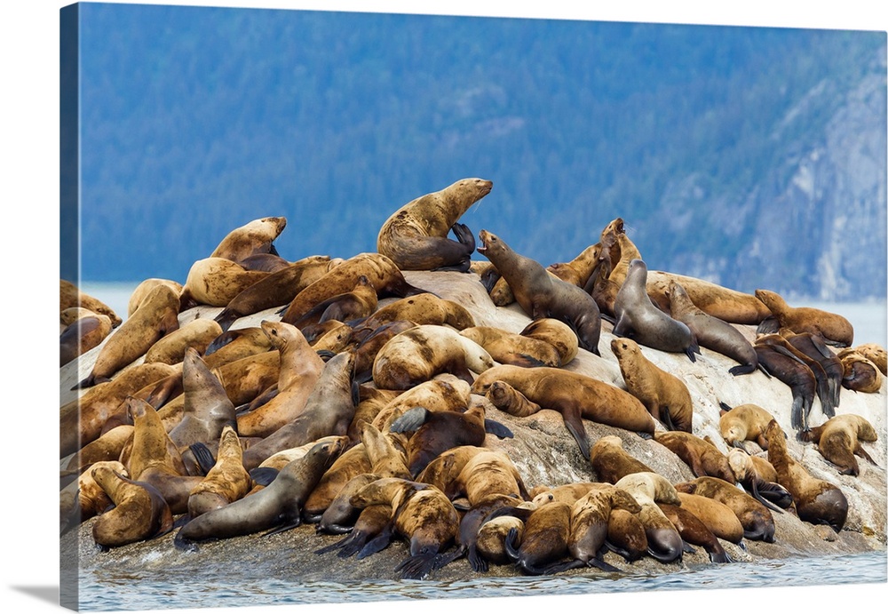 Alaska, Glacier Bay. Stellar sea lions (eumetopias jubatus), hauled out to warm up on rocks in the bay near the Marble Isl...