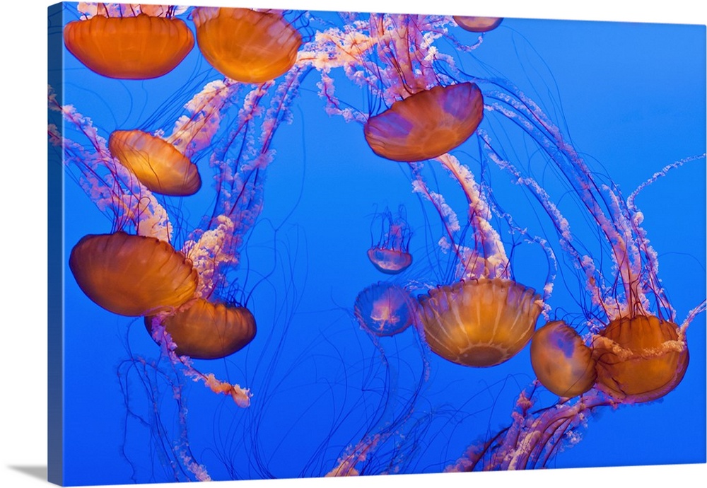 Sea nettles (Chrysaora fuscescens) at the Monterey Bay Aquarium, Monterey, California